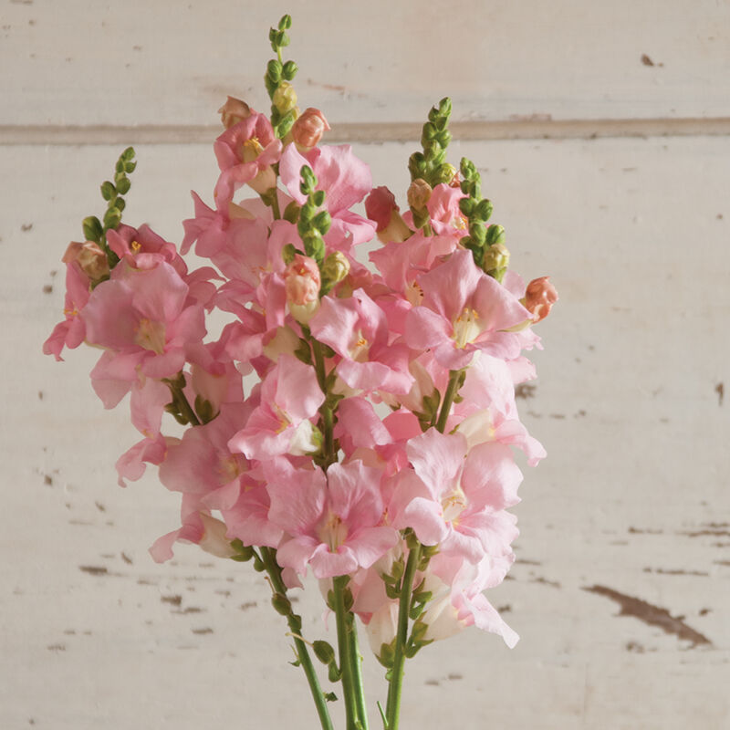 Snapdragons (10 stem bunch)