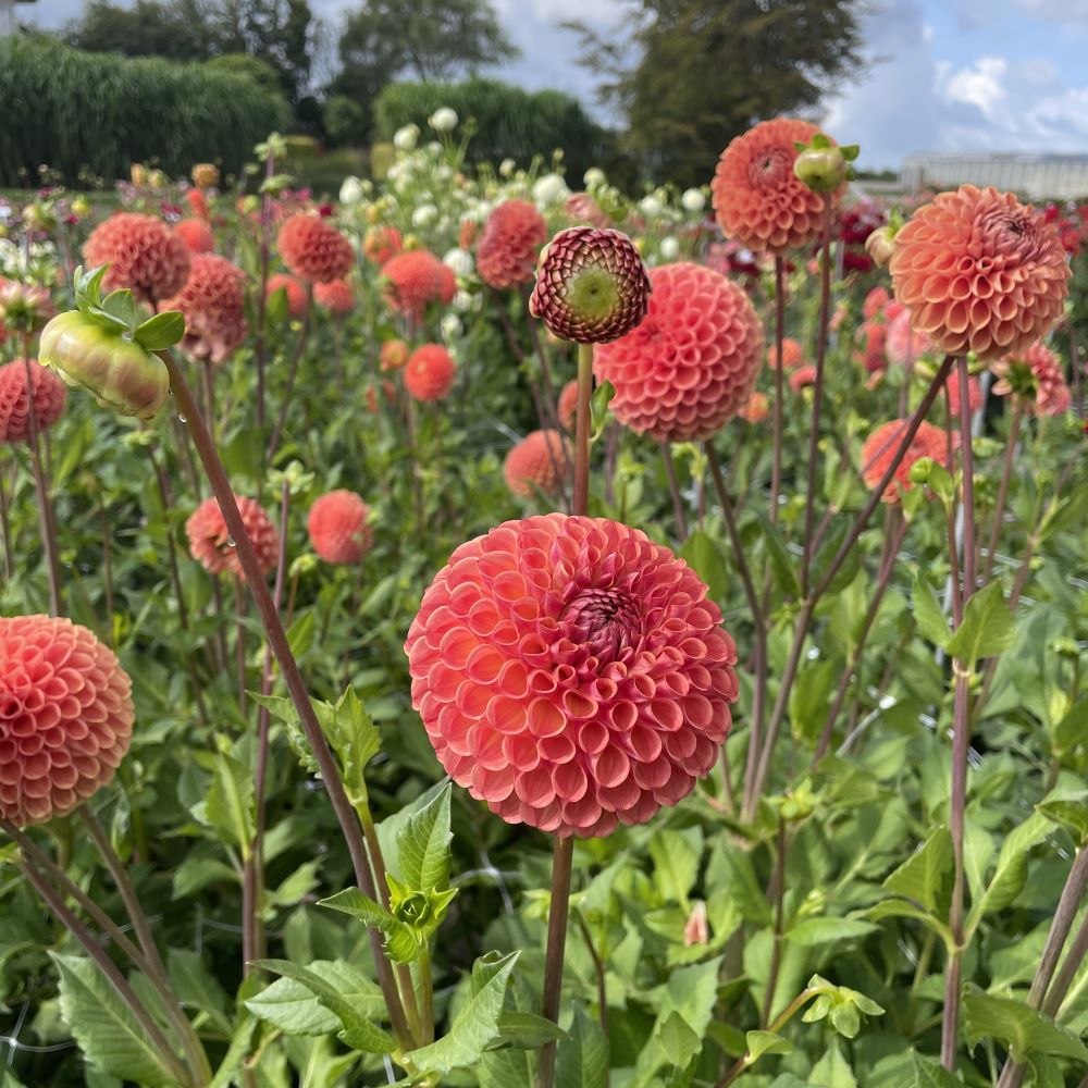 Cornel Bronze Dahlia (10 stem bunch)