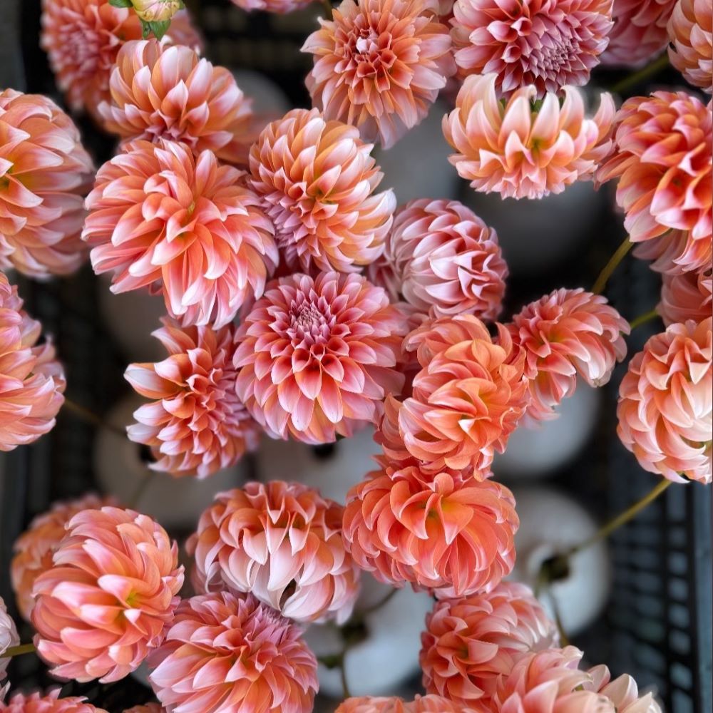 Peaches N' Cream Dahlia (10 stem bunch)