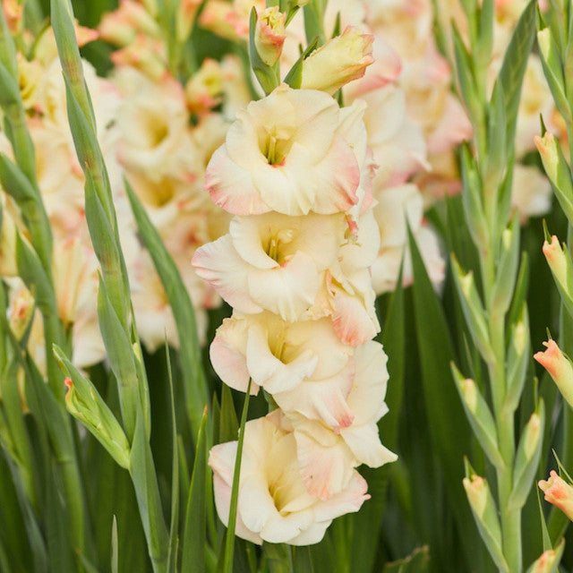 Gladiolus (10 stem bunch)