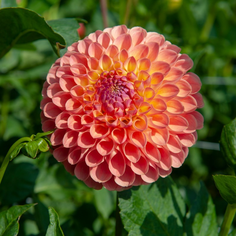 Jowey Nicky Dahlia (10 stem bunch)