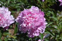 Peonies (5 stem bunches)