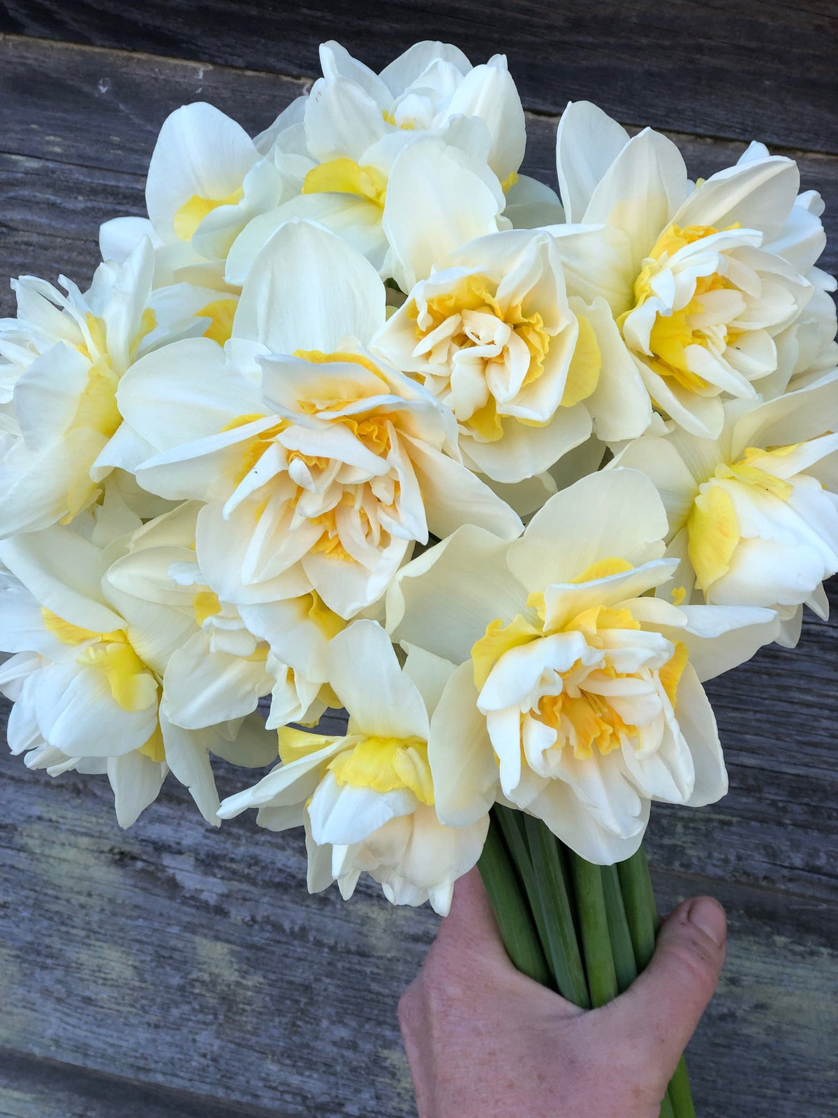 Heirloom Narcissus: (10 stem bunch)