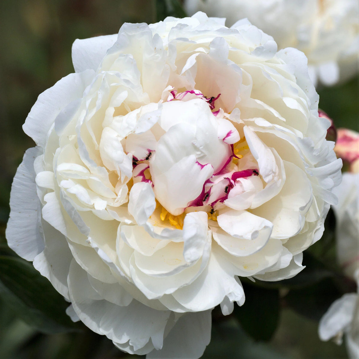Peonies (5 stem bunches)
