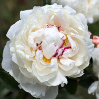 Peonies (5 stem bunches)
