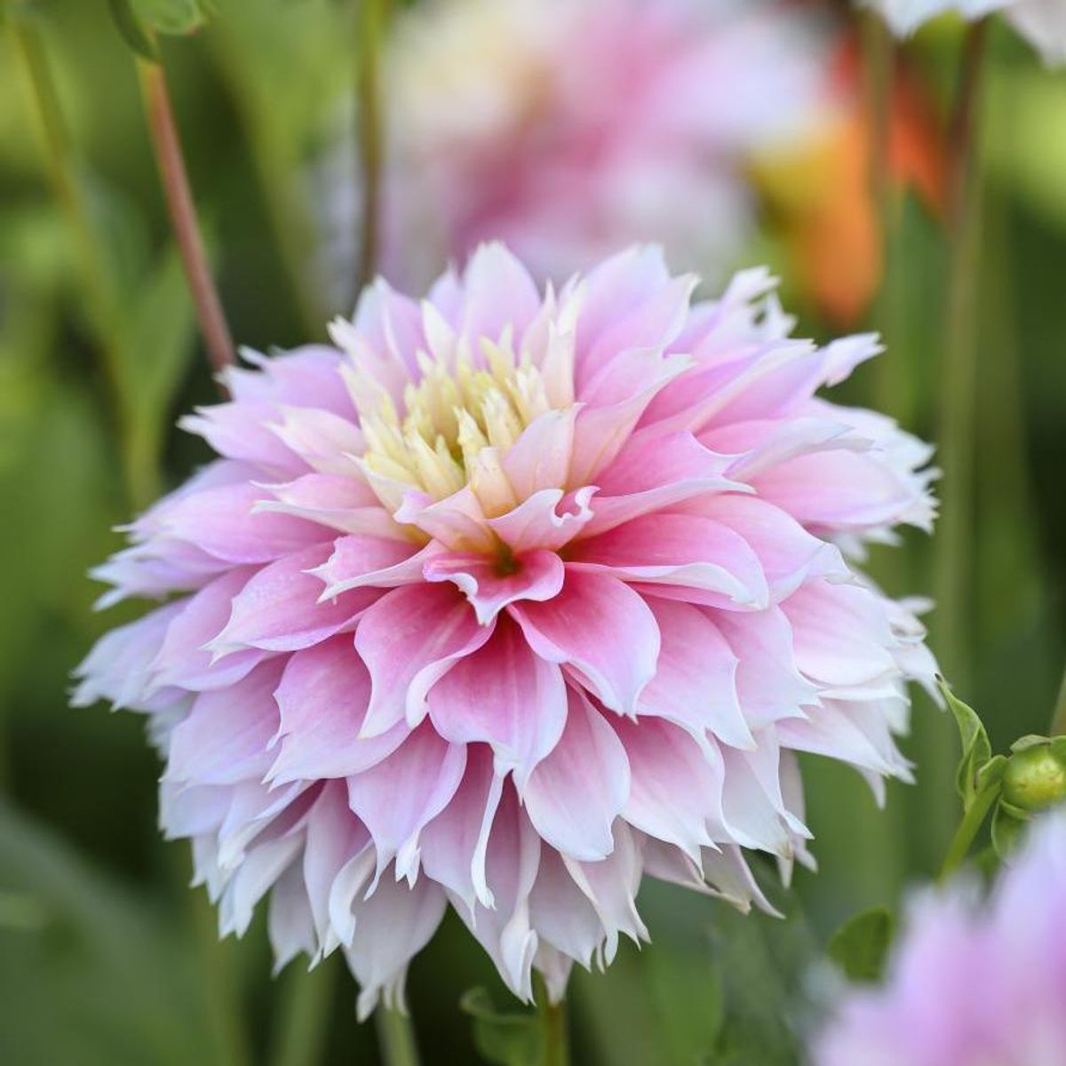 Pink Impact Dahlia (10 stem bunch)