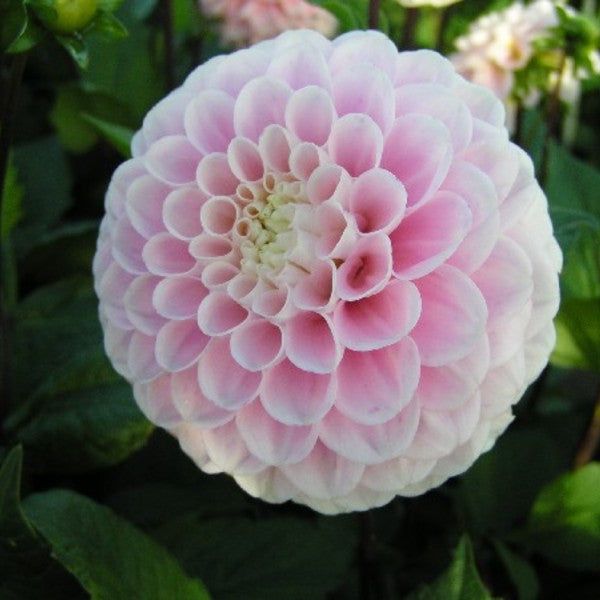 Wizard of Oz Dahlia (10 stem bunch)