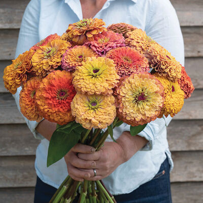 Aurora Zinnia (10 stem bunch)