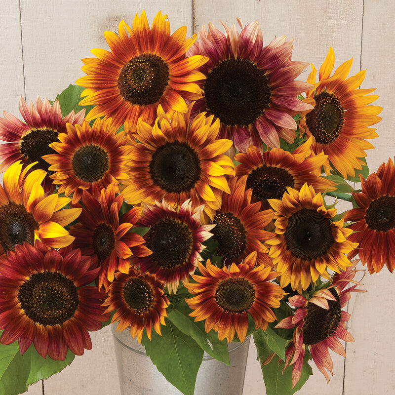 Sunflowers: (10 Stem bunch)