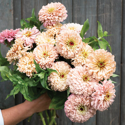 Ballerina Zinnia (10 stem bunch)