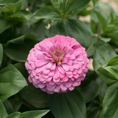 Benary's Giant Zinnias (10 stem bunch)