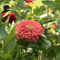 Benary's Giant Zinnias (10 stem bunch)
