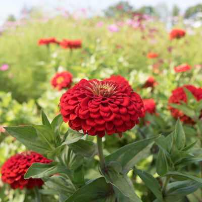 Benary's Giant Zinnias (10 stem bunch)