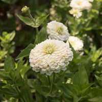 Benary's Giant Zinnias (10 stem bunch)