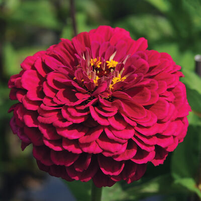 Benary's Giant Zinnias (10 stem bunch)