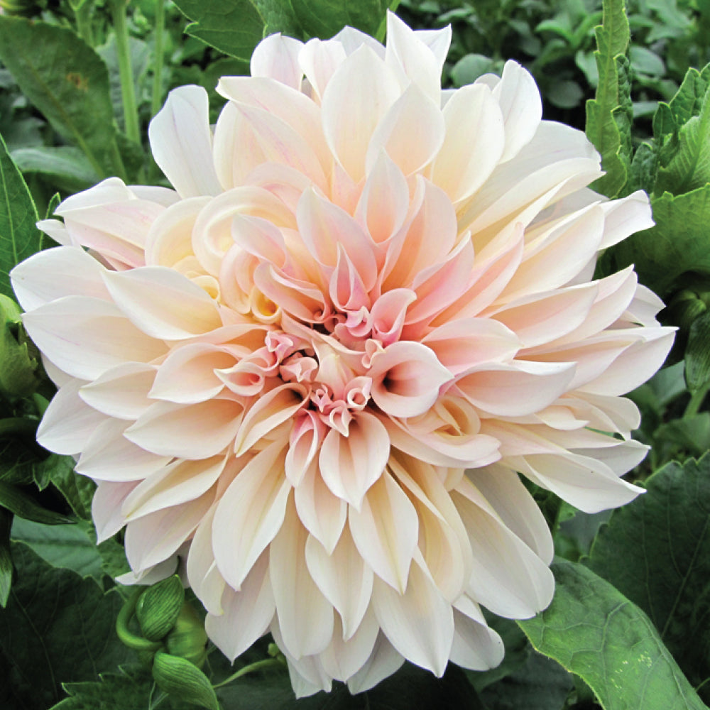 Cafe au Lait Dinnerplate Dahlia (10 stem bunch)
