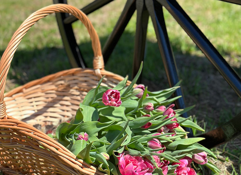 Spring/Easter Photography Session | 3/23/2025 - Valley Flower Farm