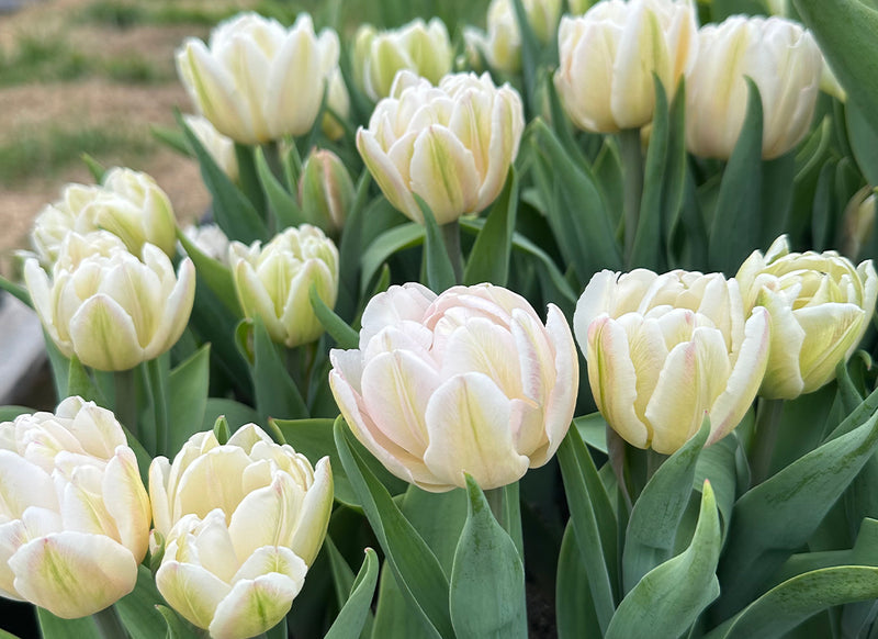 Spring/Easter Photography Session | 3/8/2025 - Valley Flower Farm