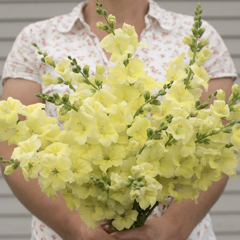 Snapdragons (10 stem bunch)
