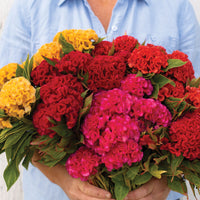 Cockscomb Celosia (10 stem bunch)