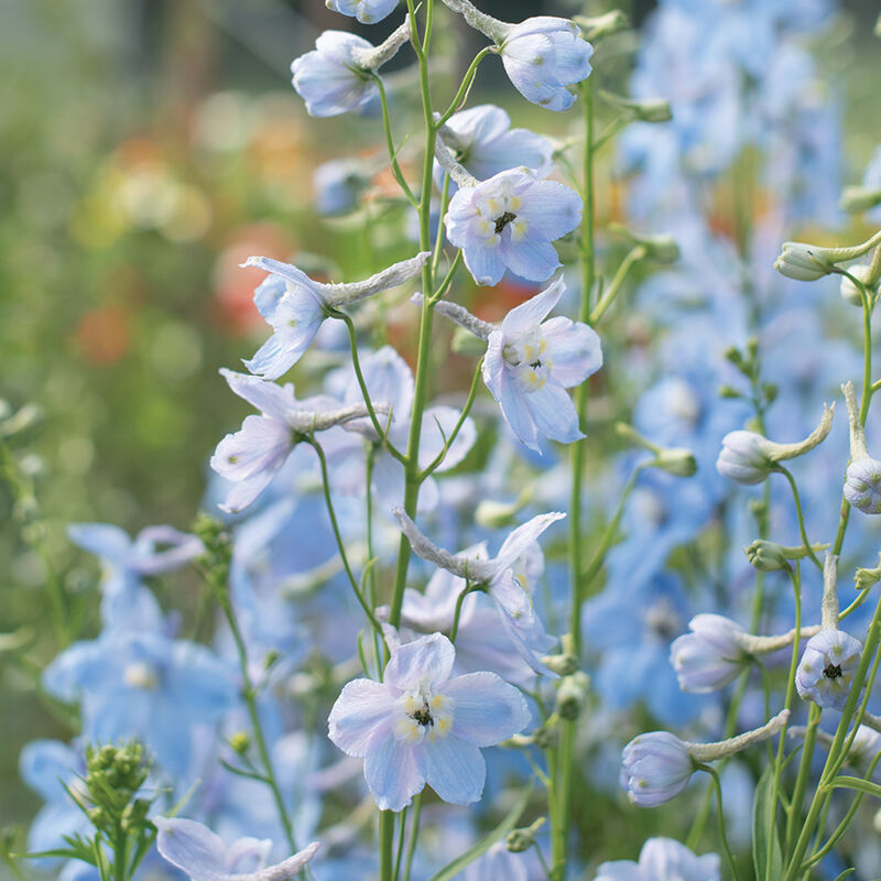 Delphinium: (10 stem bunch)