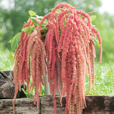 Amaranth (10 stem bunch)