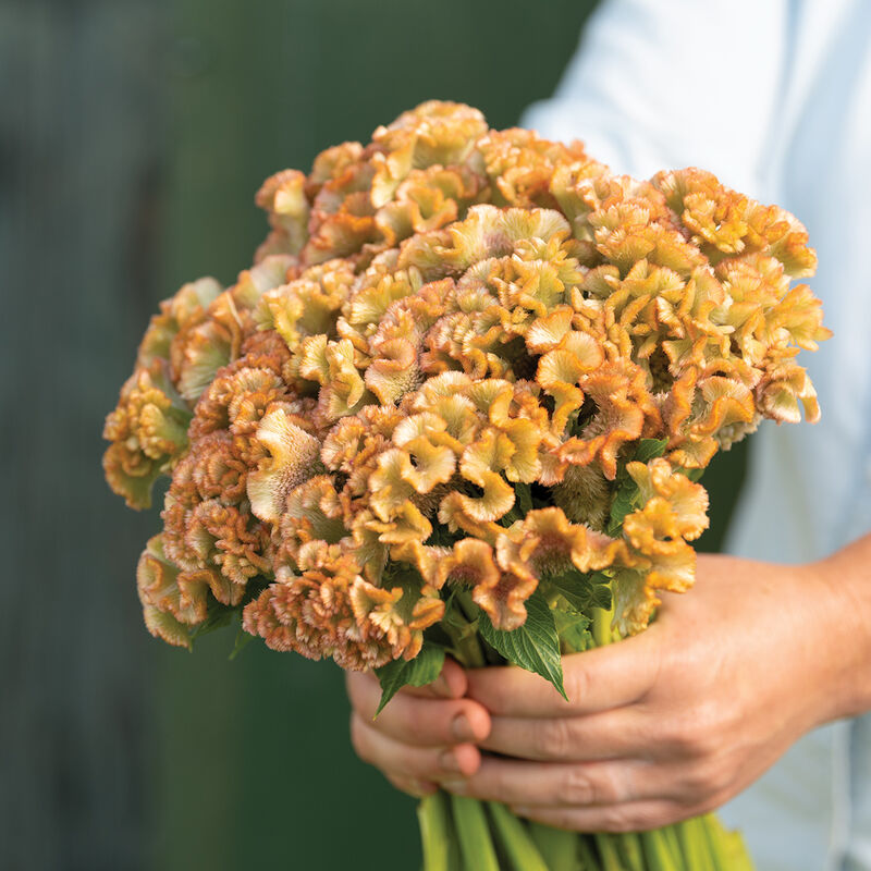 Cockscomb Celosia (10 stem bunch)