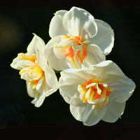 Heirloom Narcissus: (10 stem bunch)