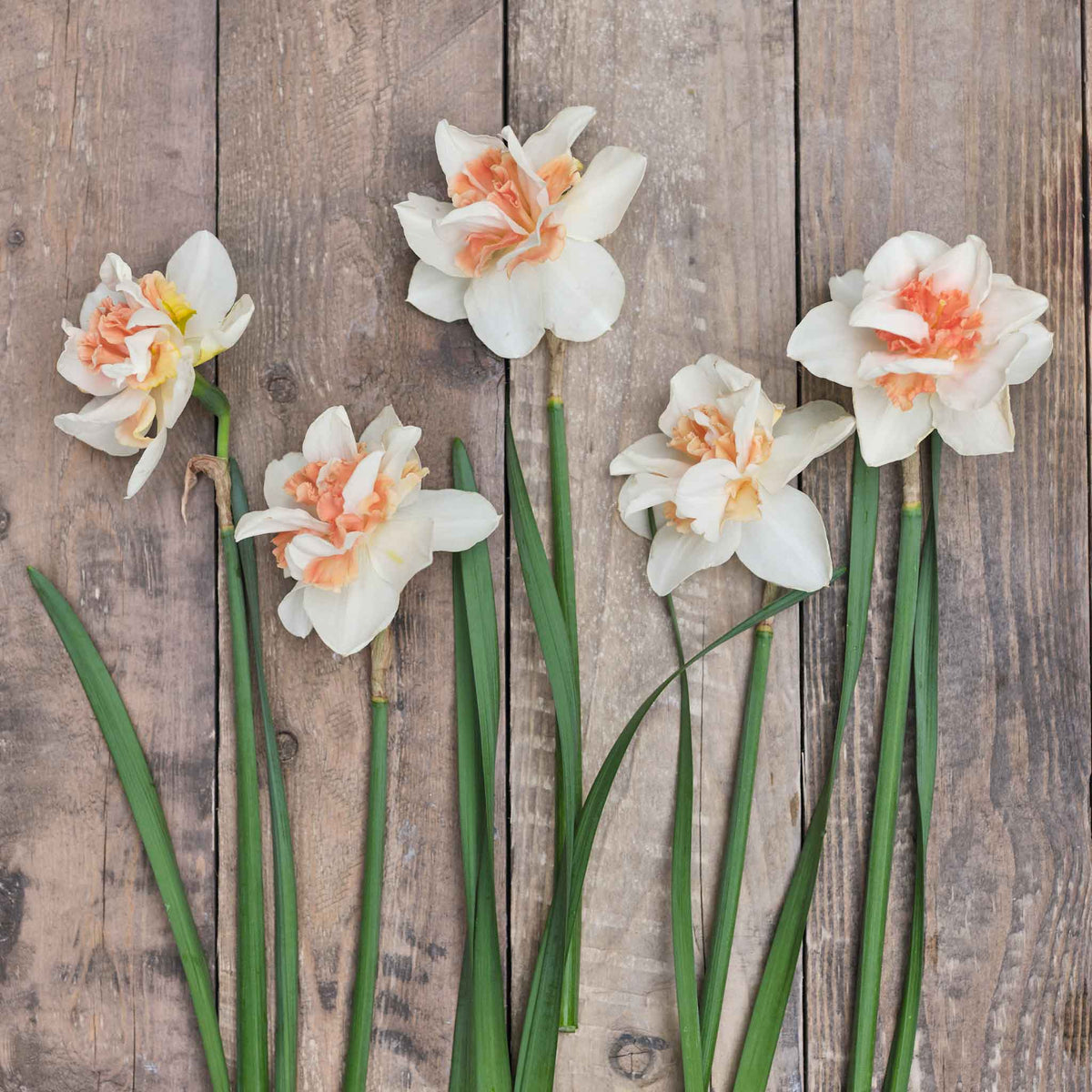 Heirloom Narcissus: (10 stem bunch)