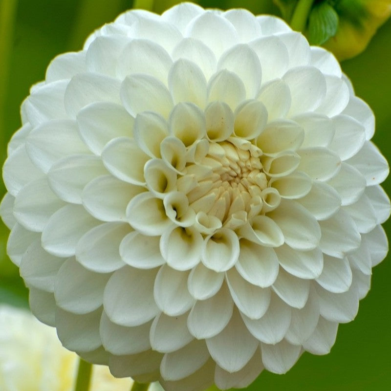 Boom Boom White Dahlia (10 stem bunch)