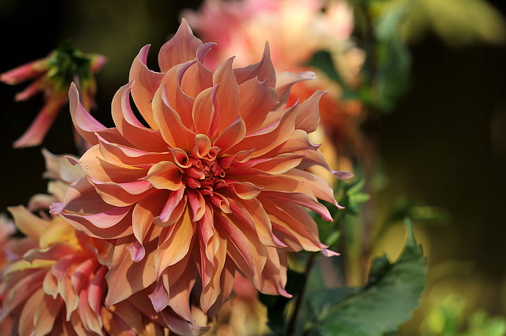 Babylon Bronze Dinnerplate Dahlia (10 stem bunch)