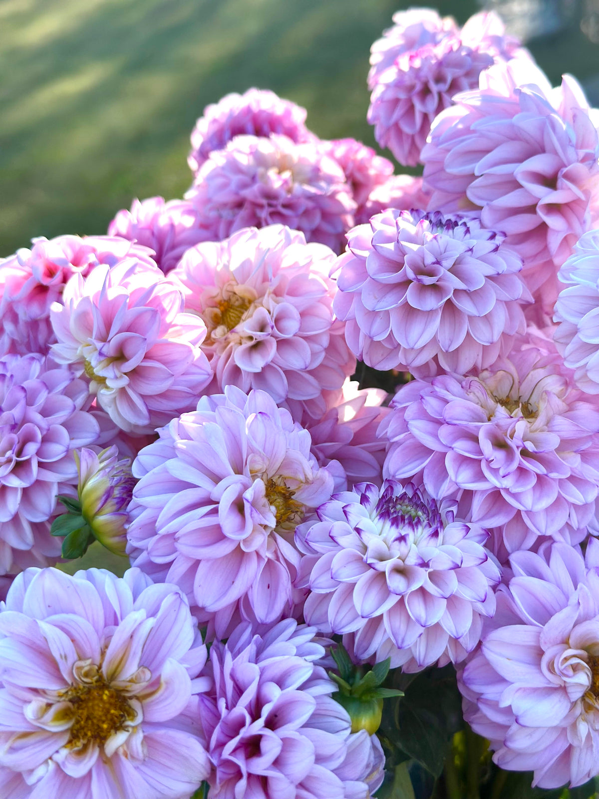 Genova Dahlia (10 stem bunch)