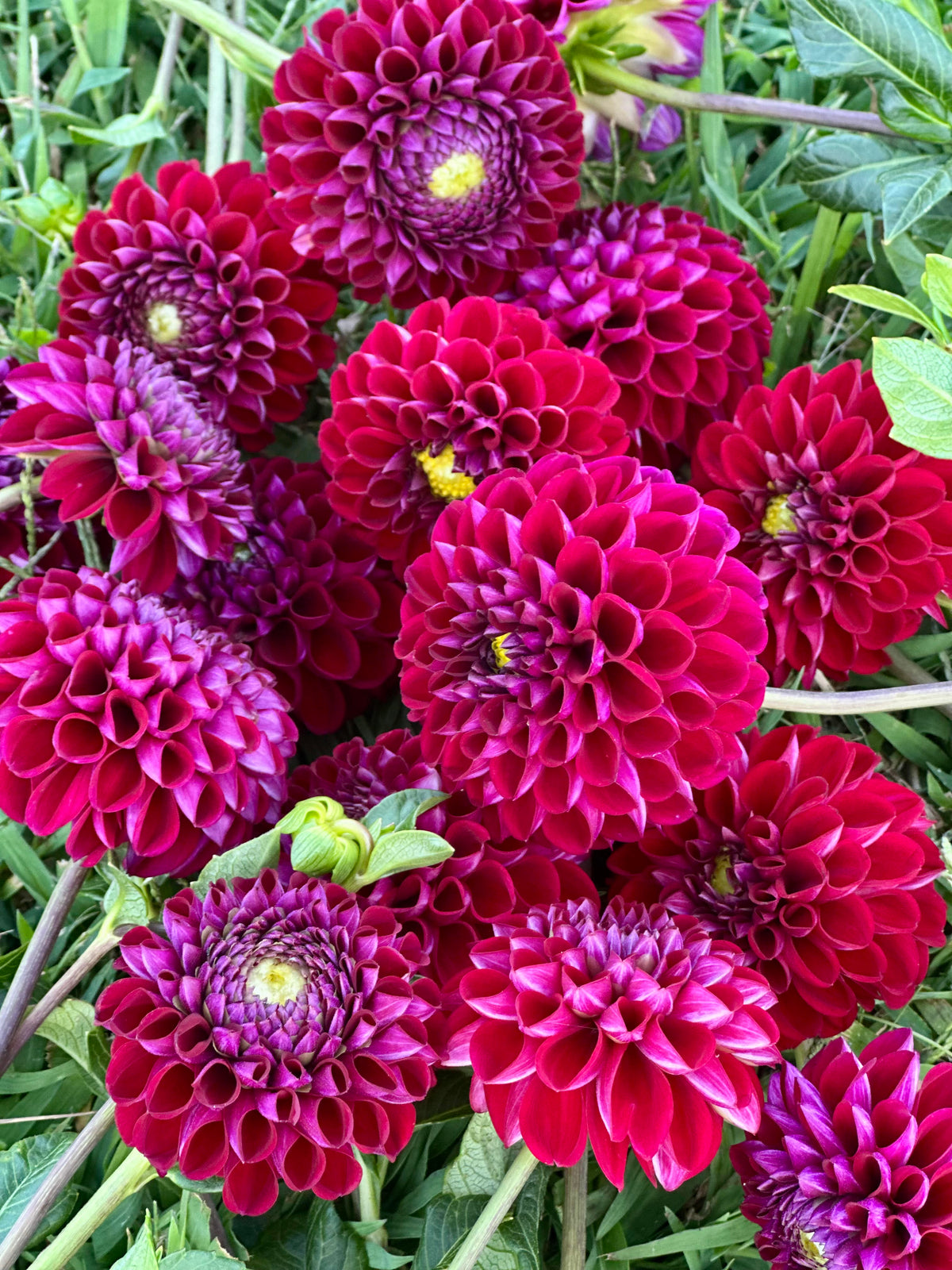 Ivanetti Dahlia (10 stem bunch)
