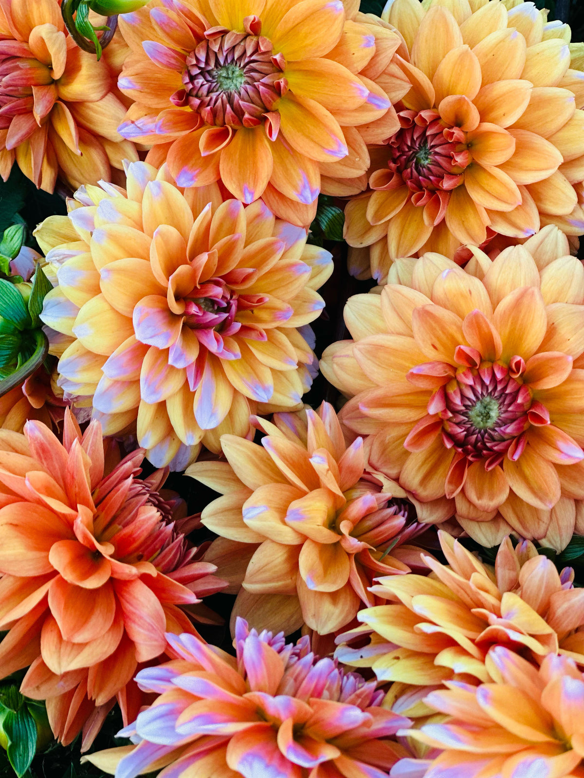 Peaches and Vanilla Dahlia (10 stem bunch)
