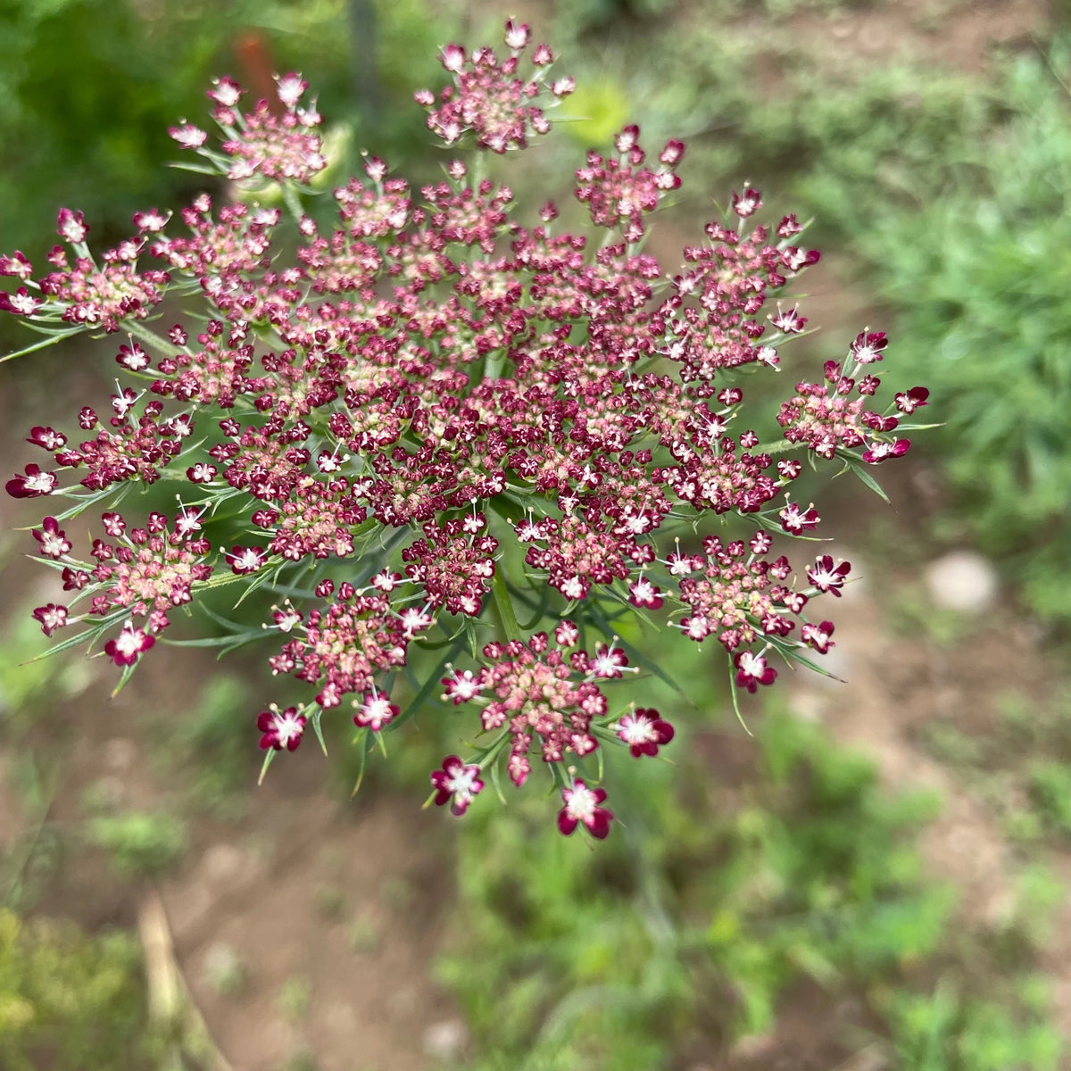 Ammi (10 stem bunch)