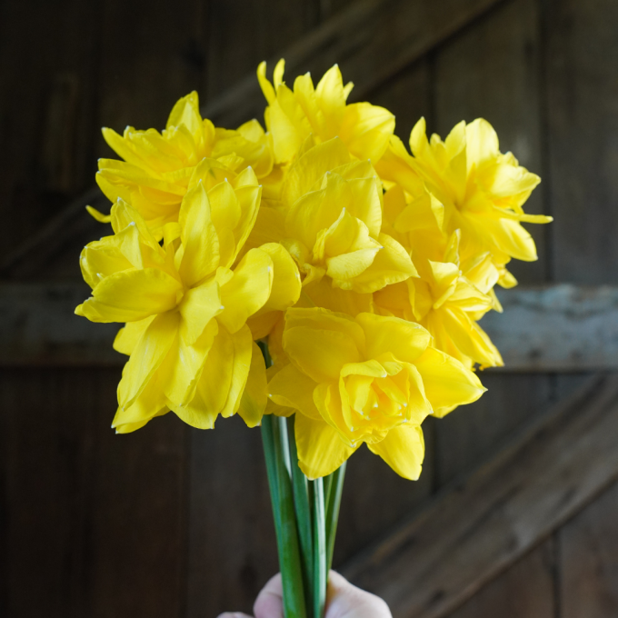 Heirloom Narcissus: (10 stem bunch)