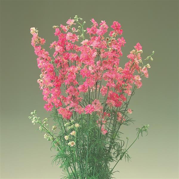 Rose Cannes Mix Larkspur (10 Stem bunch)