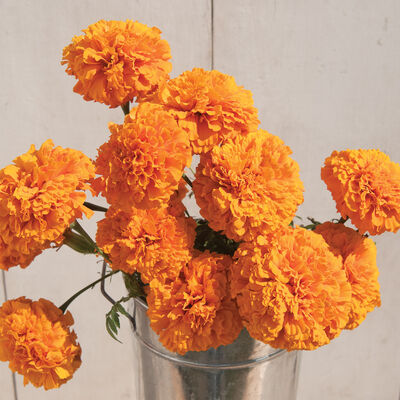 Marigolds (10 stem bunch)