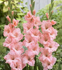Gladiolus (10 stem bunch)