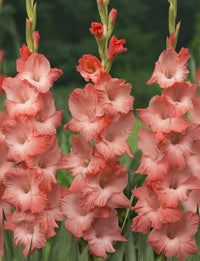 Gladiolus (10 stem bunch)