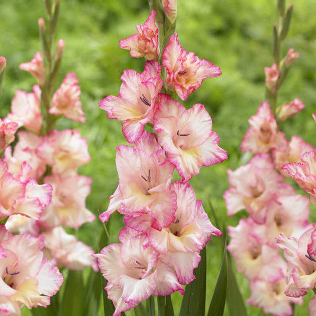 Gladiolus (10 stem bunch)