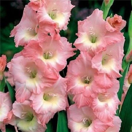 Gladiolus (10 stem bunch)