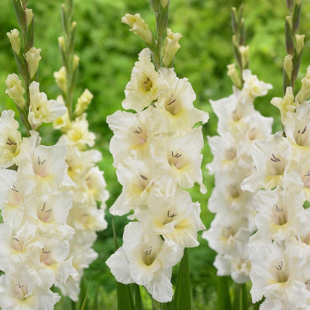 Gladiolus (10 stem bunch)