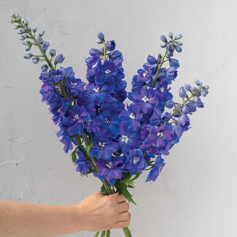 Delphinium: (10 stem bunch)