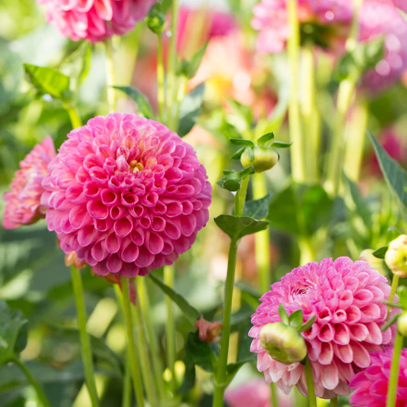 Jowey Frambo Dahlia (10 stem bunch)