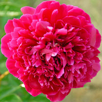 Peonies (5 stem bunches)