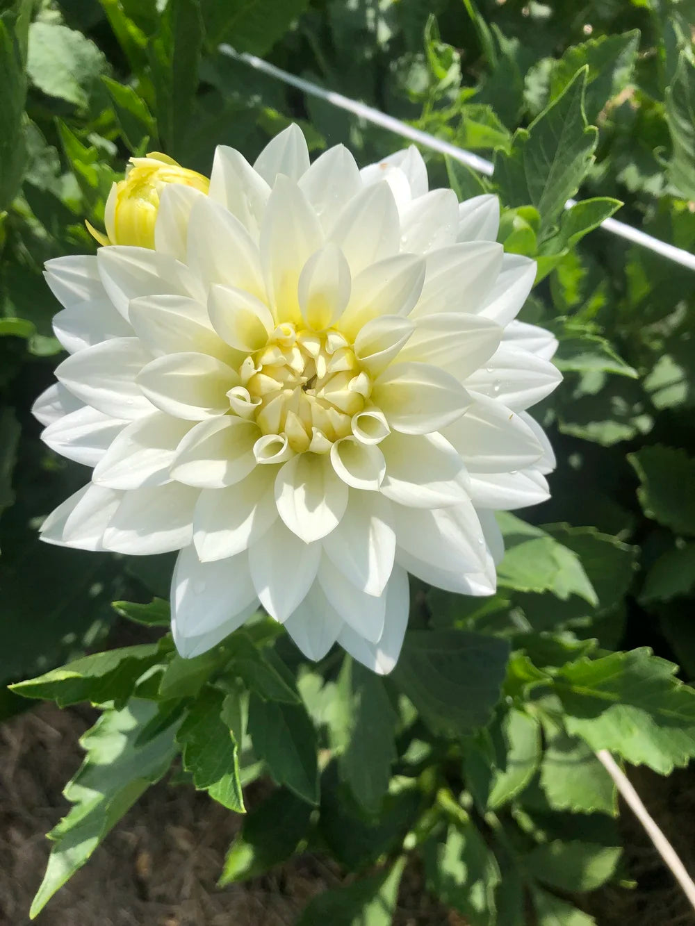 Karma Maarten Zwaan Dahlia (10 stem bunch)