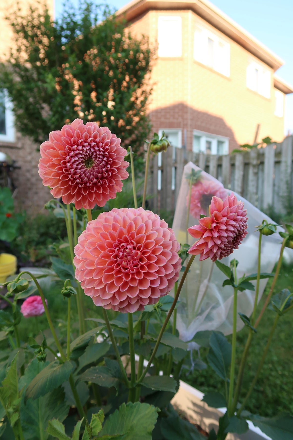 Nathalie G Dahlia (10 stem bunch)