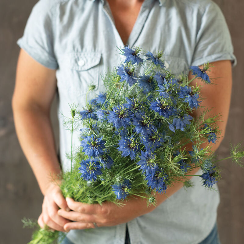 Nigella: (10 stem bunch)