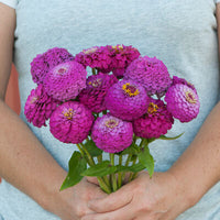 Oklahoma Zinnia (10 stem bunch)
